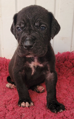 CHIOT 2 - Dogue allemand
