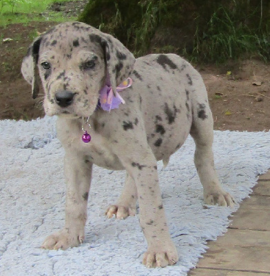 Les chiots de Dogue allemand