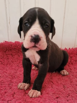 CHIOT 9 - Dogue allemand