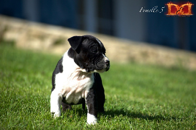 Femelle 5 - American Staffordshire Terrier
