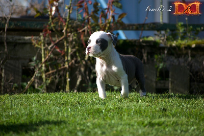 Femelle 2 - American Staffordshire Terrier