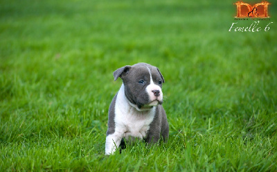 Femelle 6 - American Staffordshire Terrier
