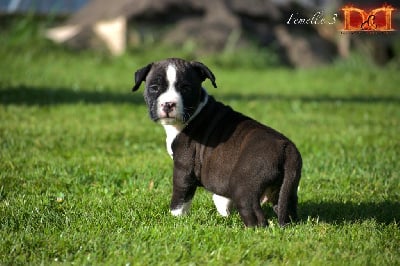 Femelle 3 - American Staffordshire Terrier