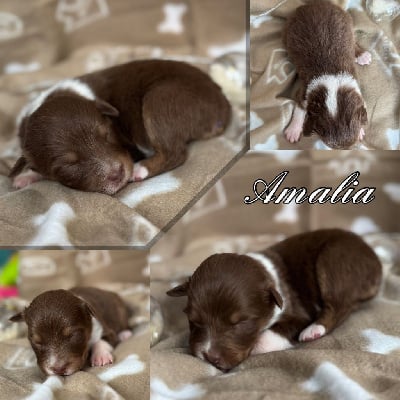 Les chiots de Berger Australien