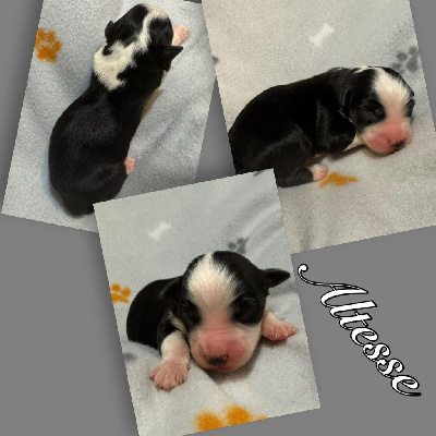 Les chiots de Berger Américain Miniature