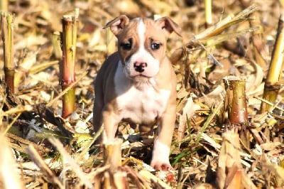 Les chiots de American Staffordshire Terrier