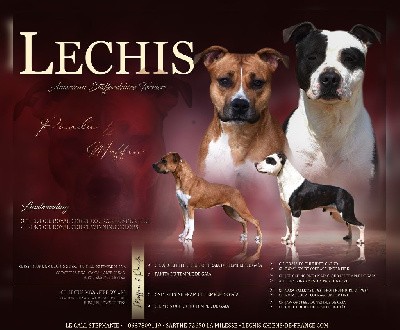 American Staffordshire Terrier