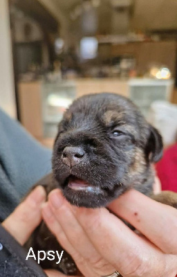 Les chiots de Border Terrier