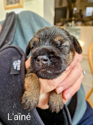 Les chiots de Border Terrier