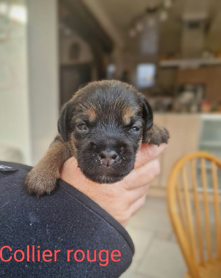 Les chiots de Border Terrier