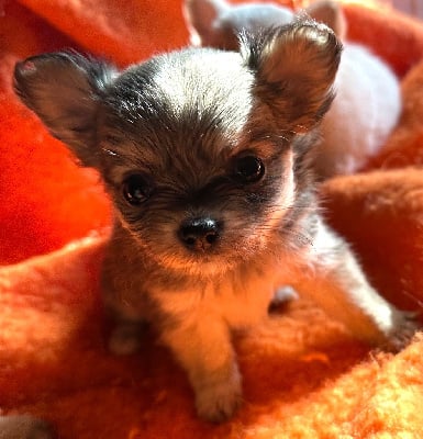 Les chiots de Chihuahua