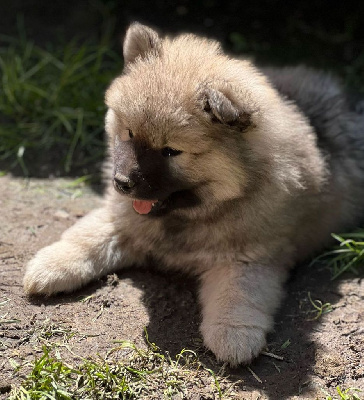 Les chiots de Eurasier