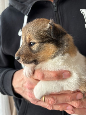 Les chiots de Shetland Sheepdog