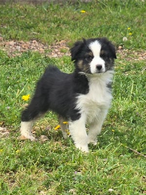 Les chiots de Berger Australien