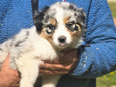Les chiots de Berger Australien