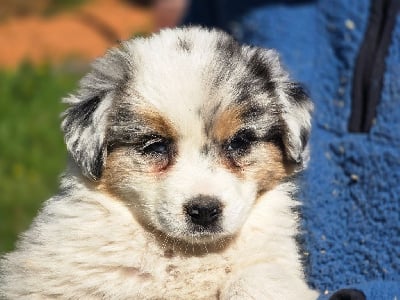 Les chiots de Berger Australien