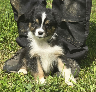Les chiots de Berger Australien