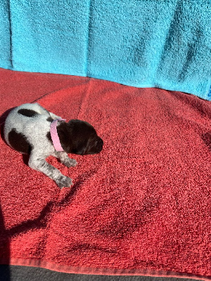 Les chiots de Braque allemand à poil court