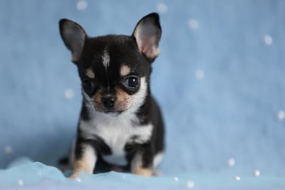 CHIOT - Chihuahua