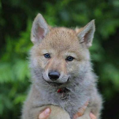Collier Rouge (F) - Chien-loup tchecoslovaque