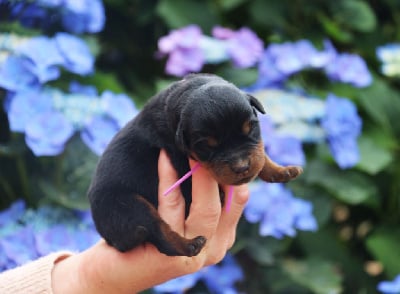 A' du Bois des Bleizi, collier rose - Rottweiler