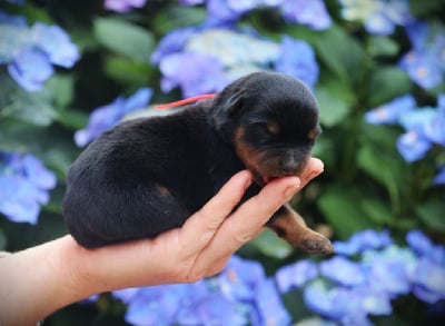 A' du Bois des Bleizi, collier rouge - Rottweiler