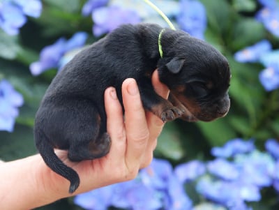 A' du Bois des Bleizi, collier jaune - Rottweiler