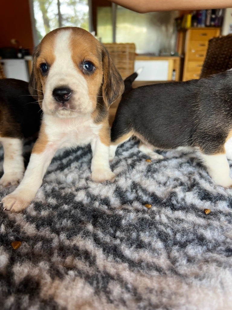 CHIOT 2 - Beagle