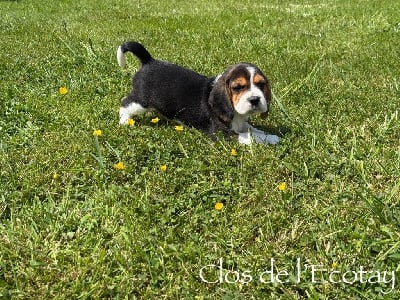 Les chiots de Beagle