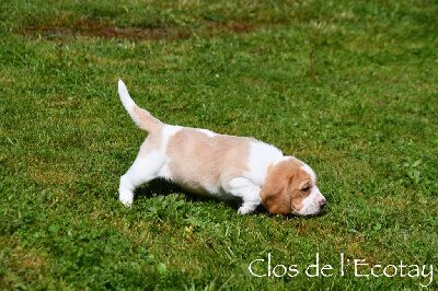 CHIOT 6 - Beagle