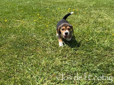 Les chiots de Beagle