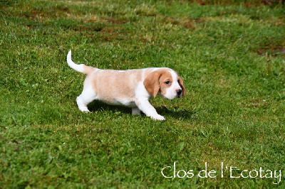 CHIOT 5 - Beagle
