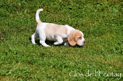 CHIOT 7 - Beagle