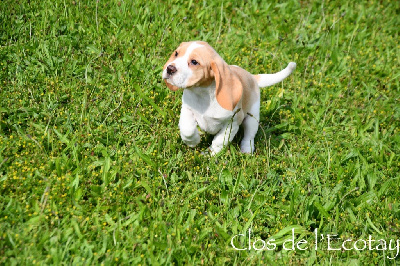 CHIOT 5 - Beagle