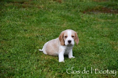 CHIOT 1 - Beagle