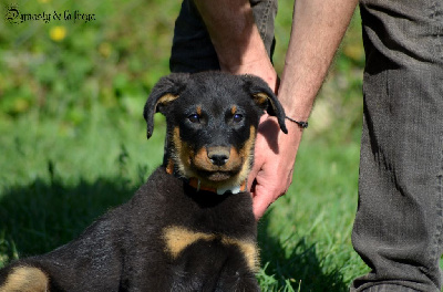 Les chiots de Berger de Beauce