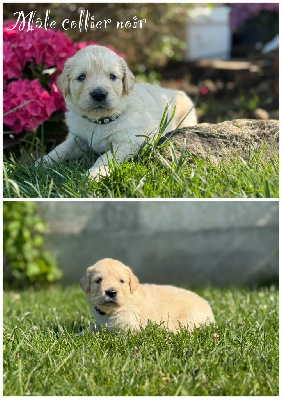 Les chiots de Golden Retriever