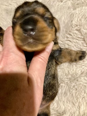 Les chiots de Teckel poil dur