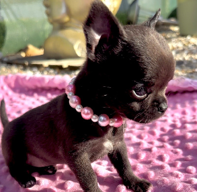 Les chiots de Chihuahua