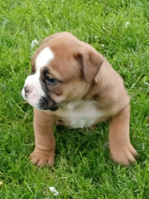 Les chiots de Bulldog continental