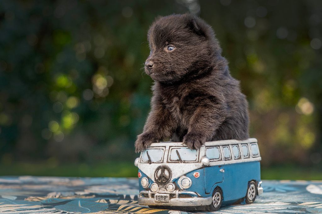 CHIOT 2 - Schipperke