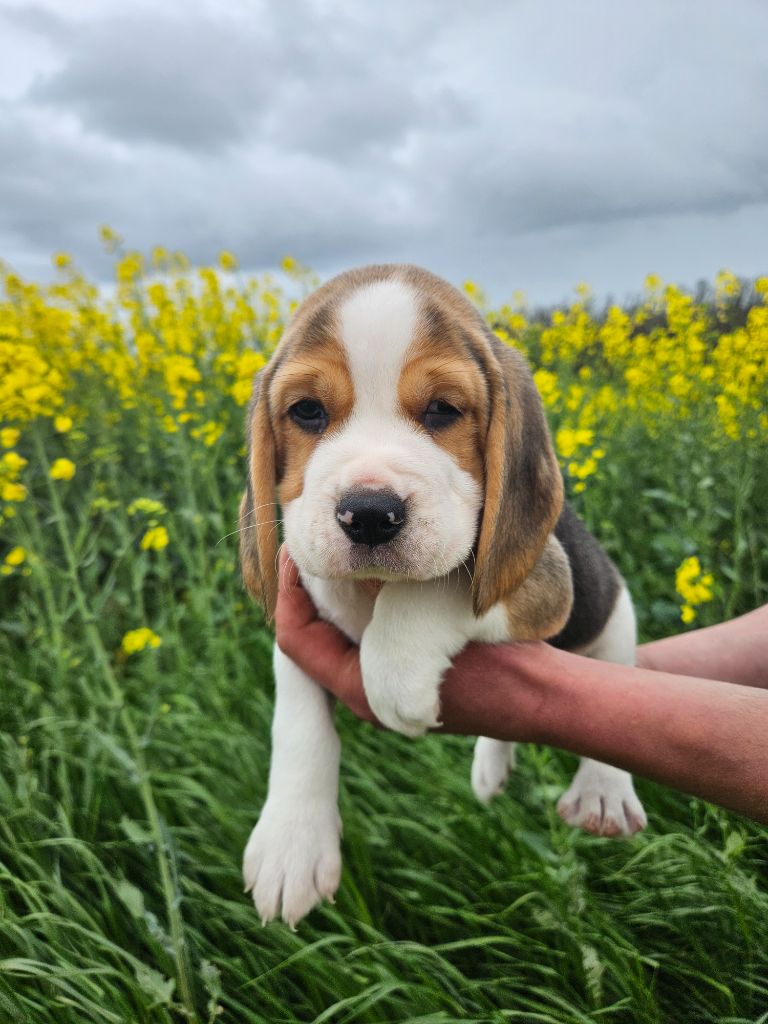 CHIOT 3 - Beagle