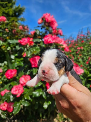 Les chiots de Beagle