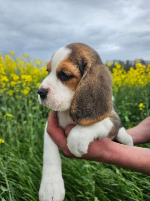 CHIOT 6 - Beagle
