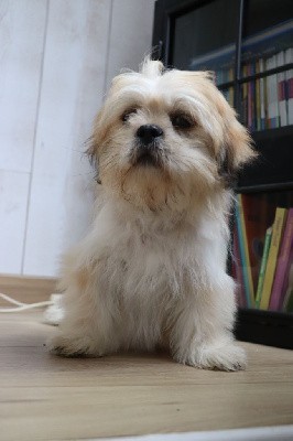 Lhassa Apso
