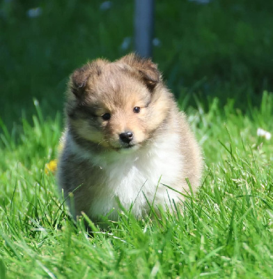 Les chiots de Shetland Sheepdog