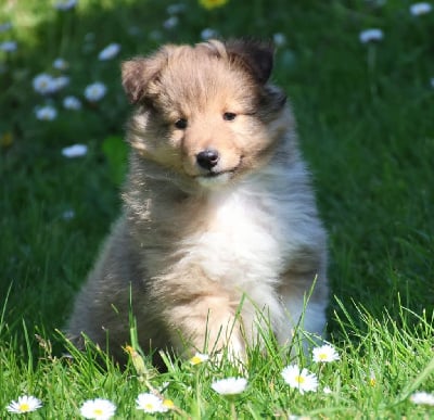Les chiots de Shetland Sheepdog