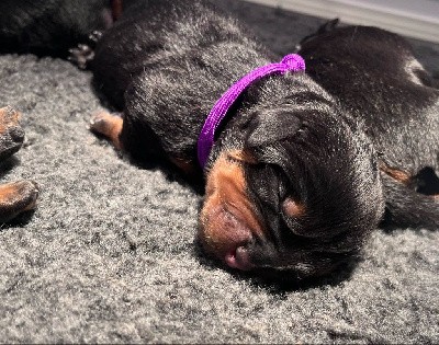 Rottweiler