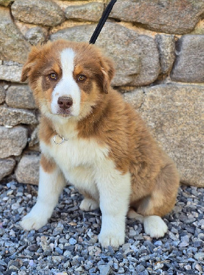 Les chiots de Berger Australien