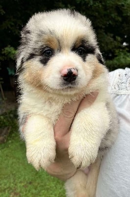 Les chiots de Berger Australien